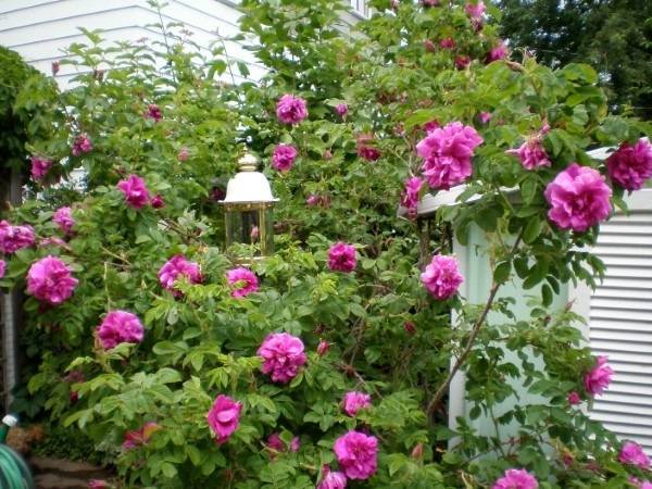 How To Move A Rose Bush without Killing It