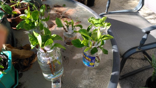 How To Propagate Hibiscus
