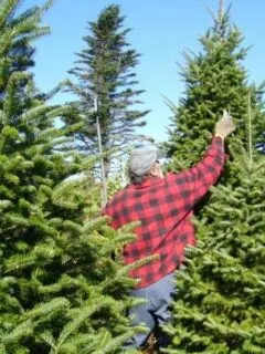 How To Prune A Pine Tree