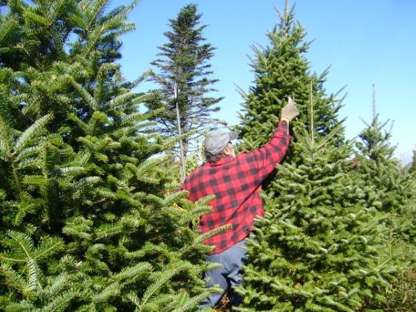 How To Prune A Pine Tree