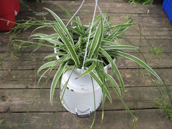 How To Prune A Spider Plant