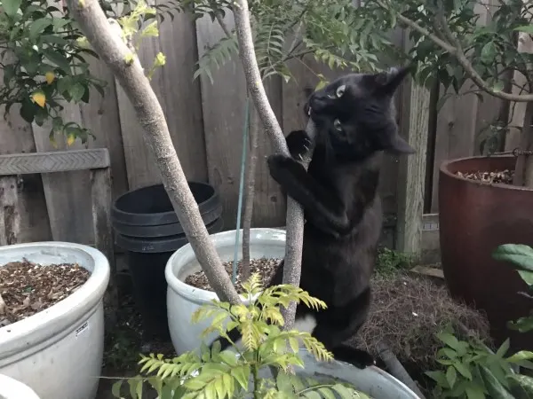 How To Prune Curry Leaf Plant