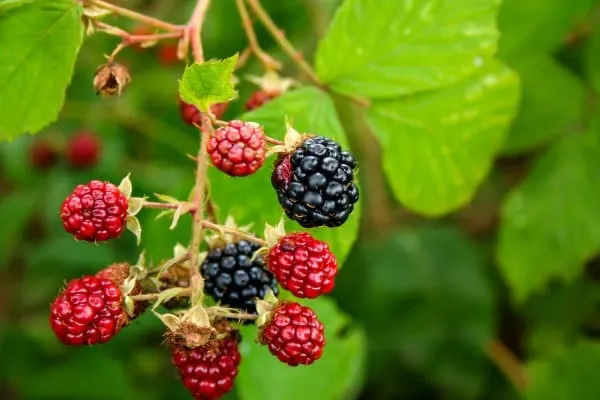 How To Remove Seeds From Blackberries 2