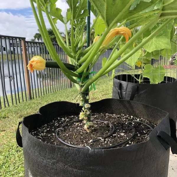 How To Stake Zucchini 2