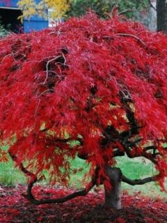 How To Transplant A Japanese Maple