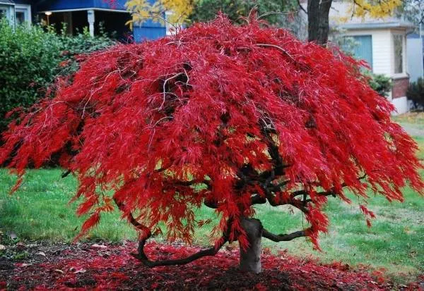 How To Transplant A Japanese Maple