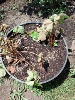 How To Transplant Strawberries