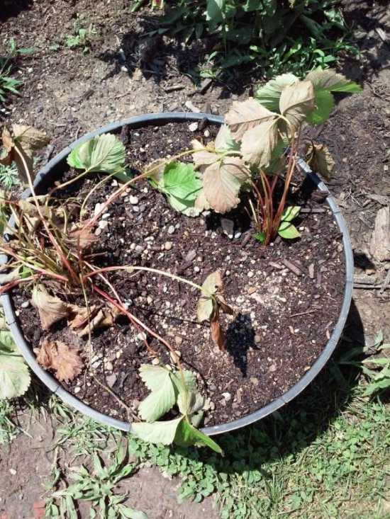 How To Transplant Strawberries