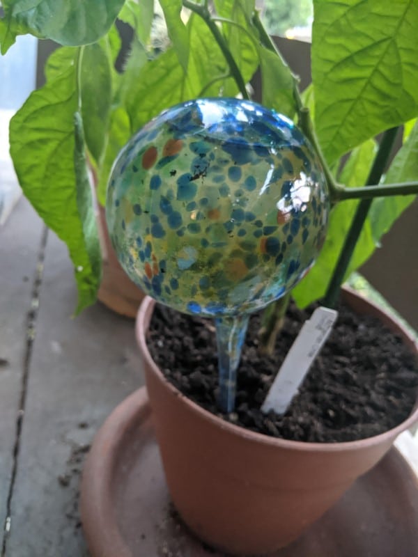 How To Use Watering Globes