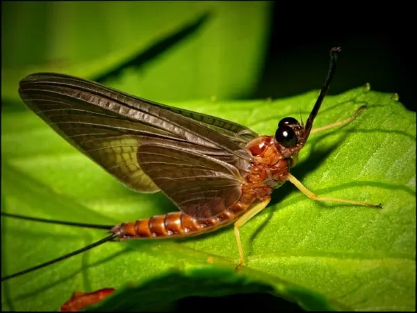 How to Get Rid of Mayflies