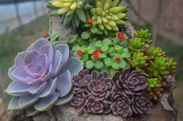 How to Make Succulents Grow Faster