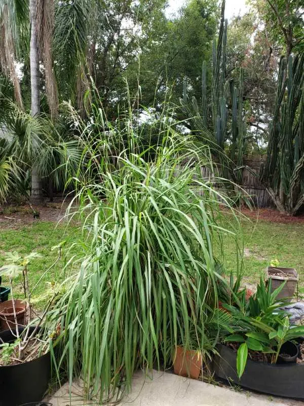 How to Trim Lemongrass 2