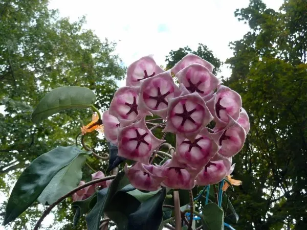 Hoya Archboldiana 2