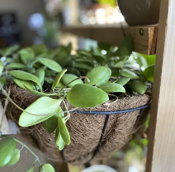 Hoya Brevialata