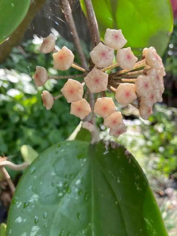 Hoya Latifolia