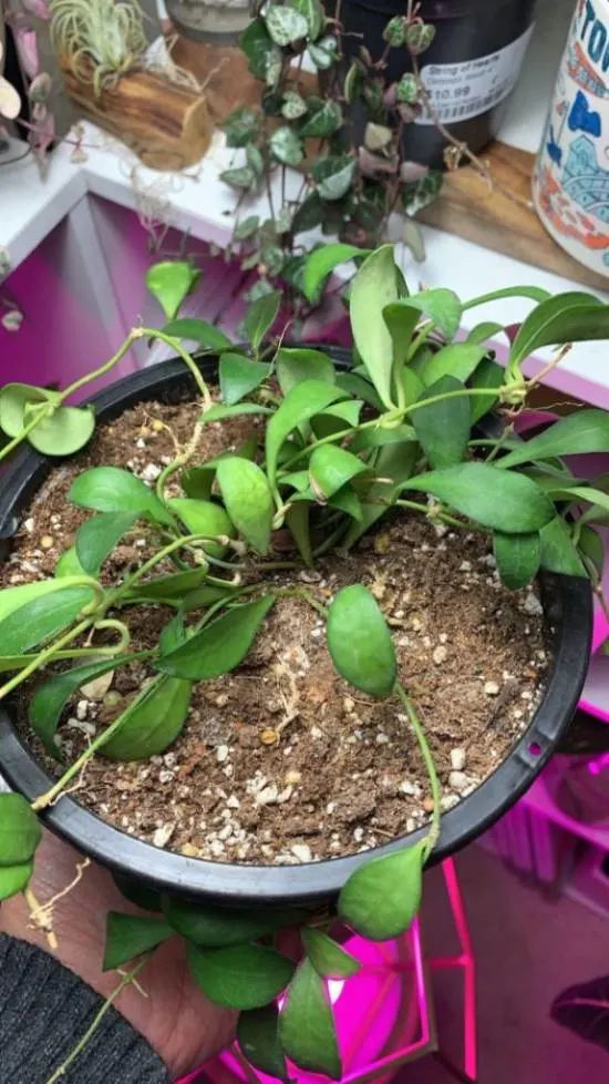 Hoya Leytensis