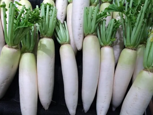 Japanese Radish Vegetables that Start with J
