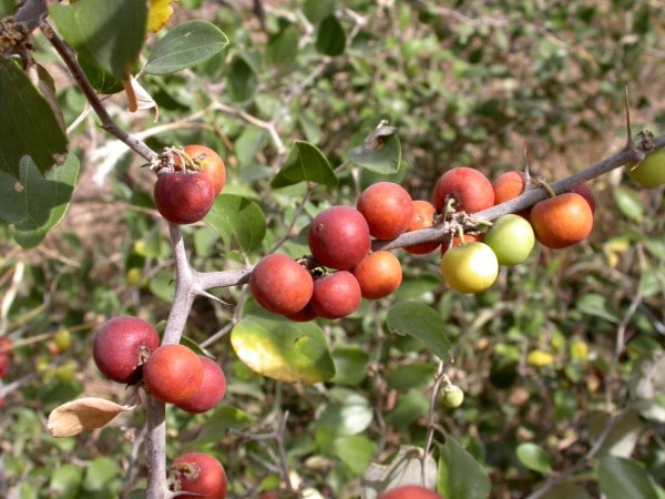 Jujube Vegetables that Start with J