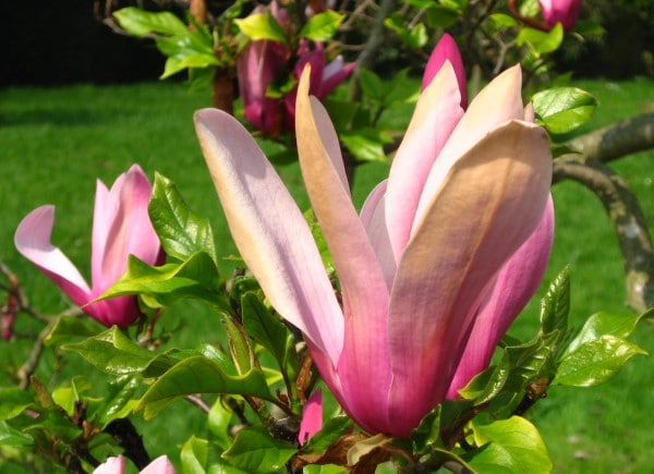 Lily Magnolia How To Grow Magnolia From Seed