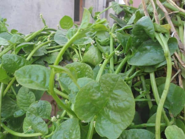 Malabar Spinach Vegetables that start with M