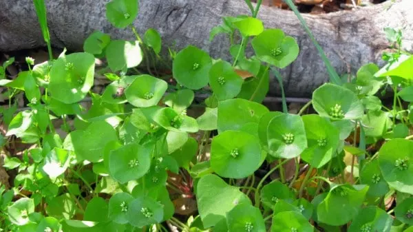 Miners Lettuce Vegetables that start with M