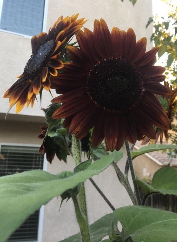 My sunflowers came out black