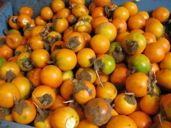 Naranjilla Vegetables that start with N