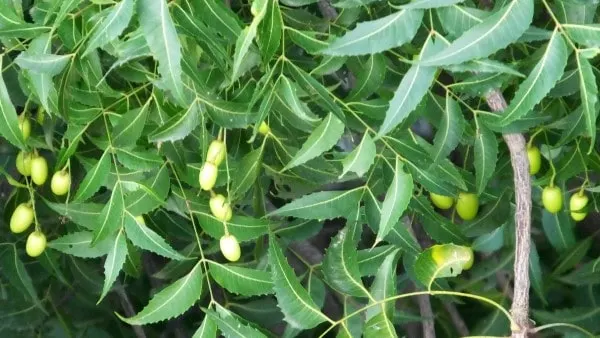 Neem Vegetables that start with N