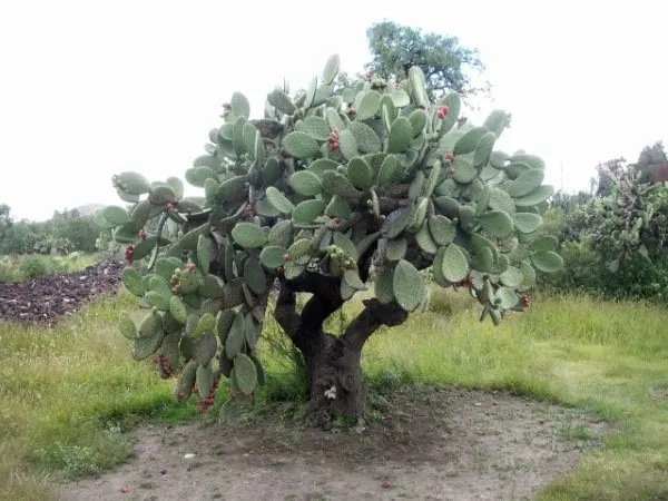 Nopal Vegetables that start with N