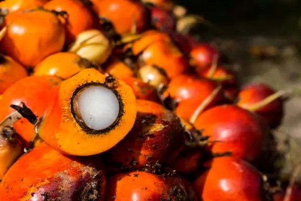 Oil palm Vegetables that start with O