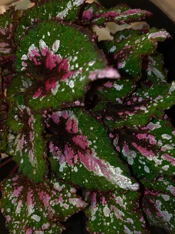 Painted Leaf Begonia