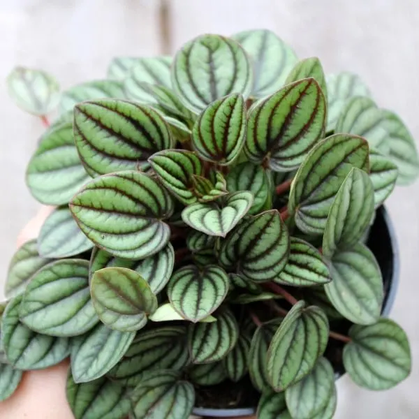 Peperomia Albovittata