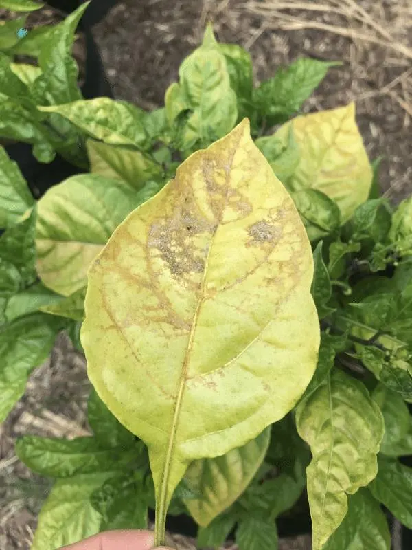 Why Are My Pepper Plant Leaves Turning Yellow