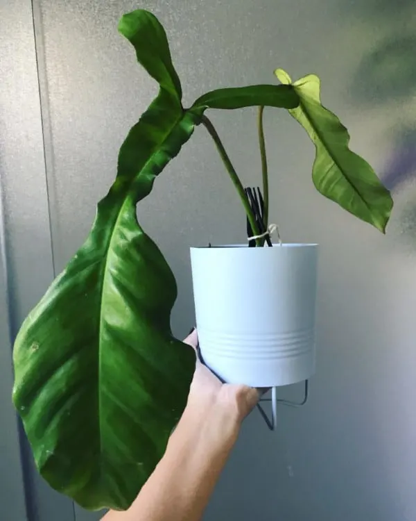 Philodendron Joepii