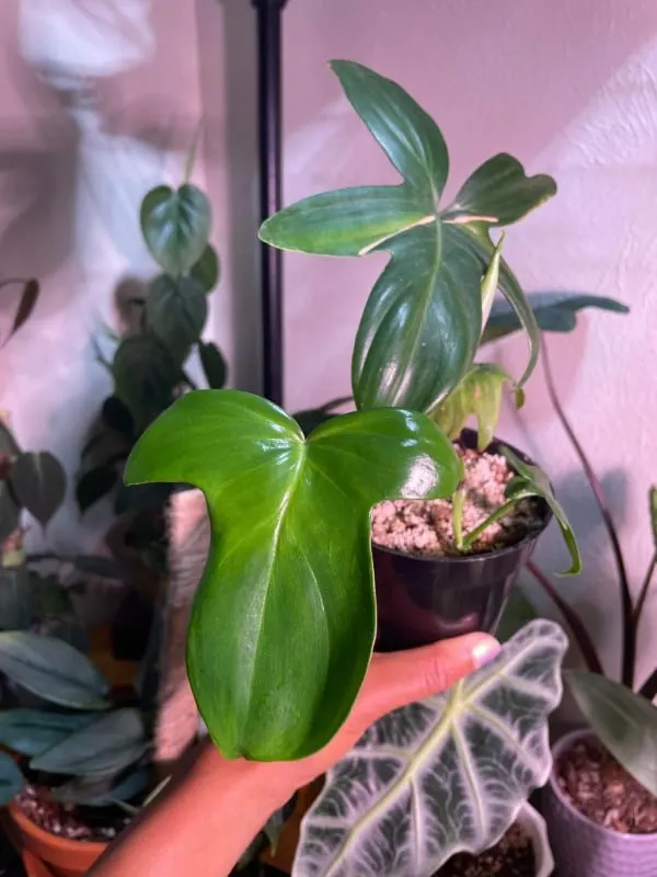 Philodendron Pedatum