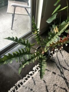 Philodendron Ring of Fire 🔥 Does anyone have any care tips for her