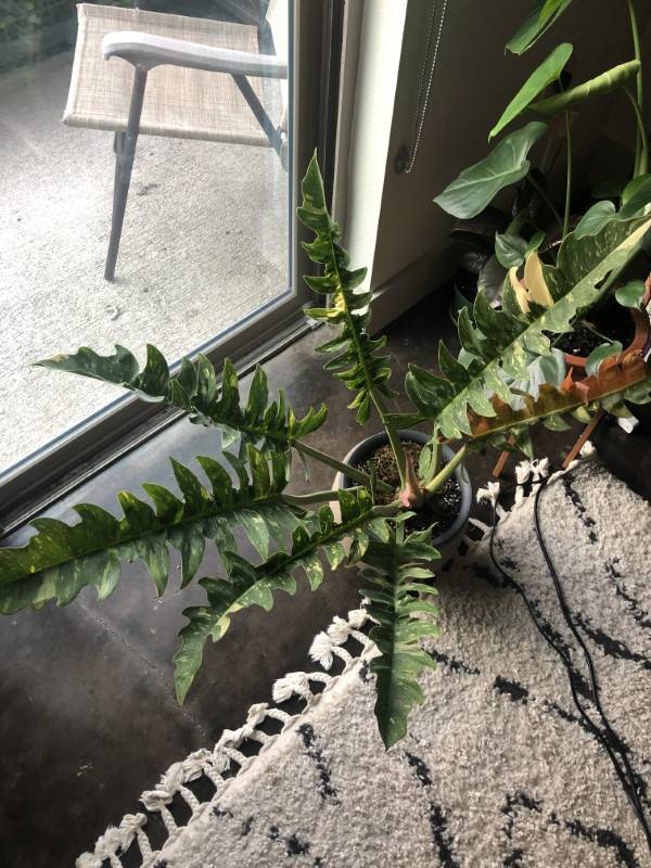 Philodendron Ring of Fire 🔥 Does anyone have any care tips for her
