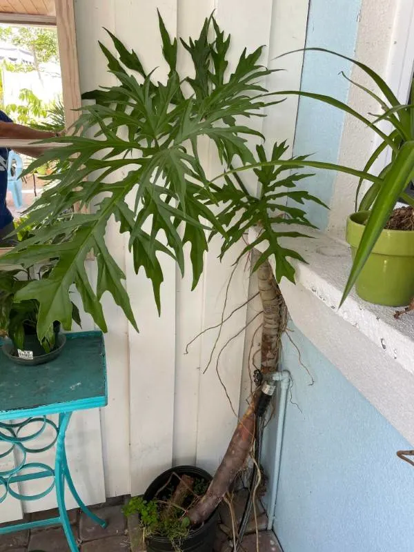 Philodendron Warscewiczii