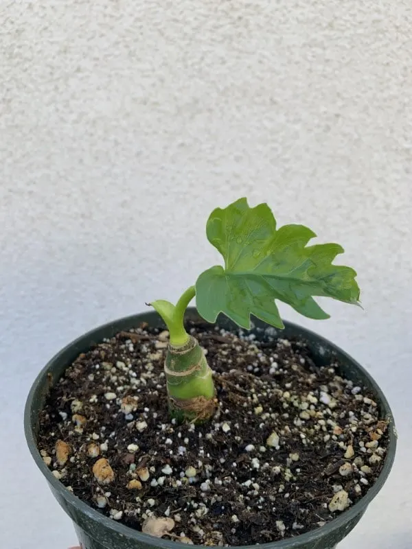 Philodendron Warscewiczii stem cutting growing a new leaf