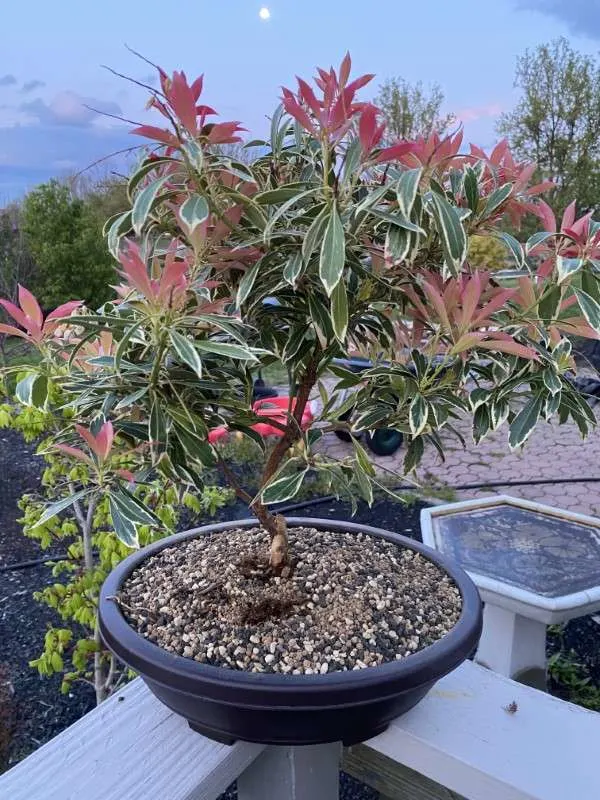 Pieris Flaming Silver