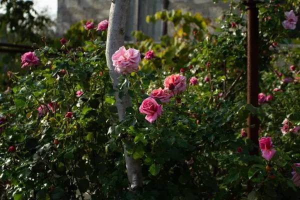 Pink roses in bloom during day time why are my roses growing so tall