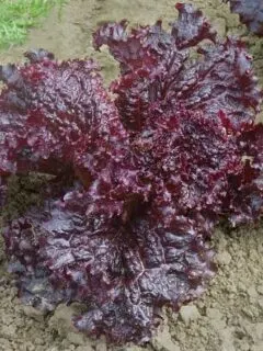 Red Leaf Lettuce Vegetables that start with R 1