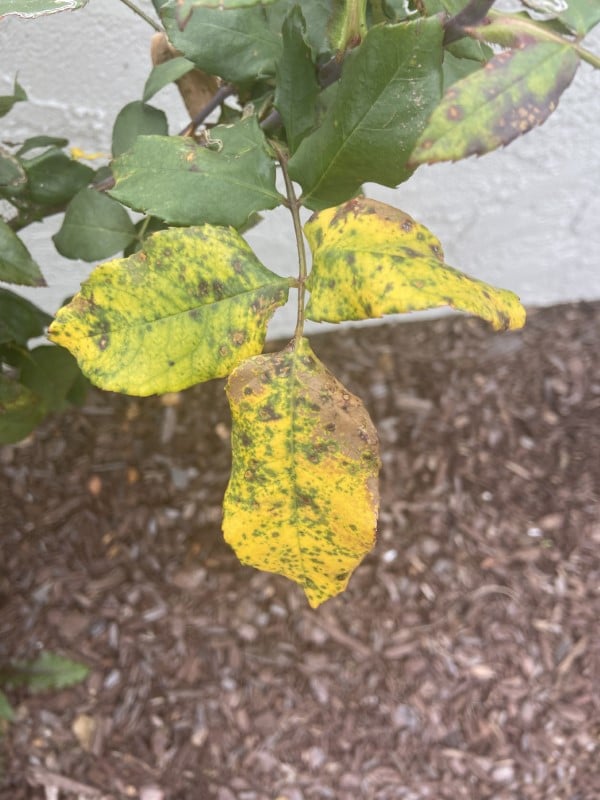 Rose leaves turning yellow and splotchy Why Do Rose Leaves Turn Yellow