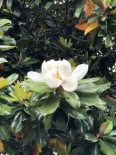 Southern Magnolia How To Grow Magnolia From Seed