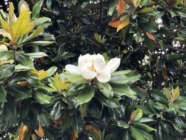 Southern Magnolia How To Grow Magnolia From Seed