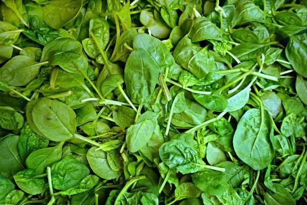 Spinach Fresh Vegetable Vegetable Food Nutrition