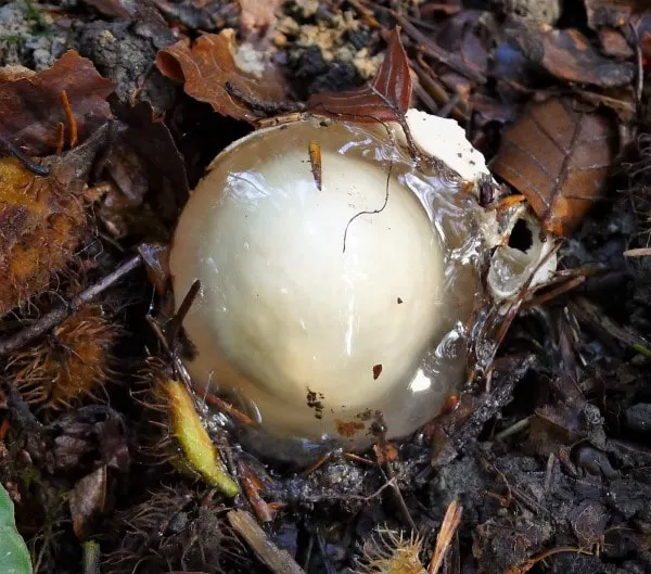 The Witchs Egg How To Get Rid Of Stinkhorn Fungus