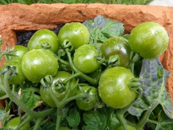 Tomatillo Vegetables that start with T