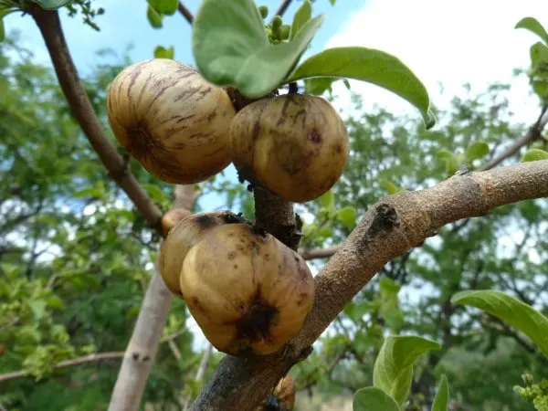 Vangueria infausta Vegetables That Start with V