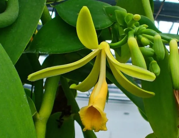 Vanilla pompona Vegetables That Start with V